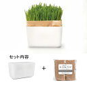 猫草 栽培キット にゃんベジセット N