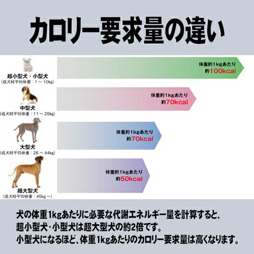 【お得なケース売り】ロイヤルカナン（ROYAL CANIN） エクストラ スモールエイジング 12+ SHN 超小型犬 高齢犬用 12歳以上 1ケース（500g×12個） 3