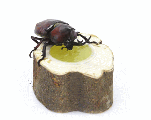 �����ʥ��󥳡��� �����磻�ɥ��꡼�� �ݷ�������1���