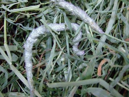 APD�ʥ���ꥫ��ڥåȥ����ʡ��� ���⥷���ϥ��ե����С�680g��3�ĥ��åȡ�1�ִ���ƥ��⥷���� ��F2��