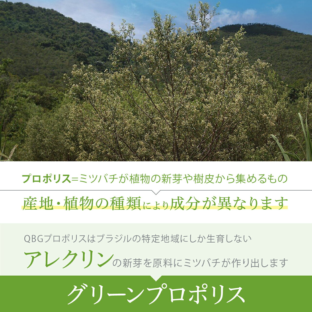 【プロポリス丸粒(オーガニック)】送料無料オーガニックプロポリス抗菌力丸粒錠剤飲みやすい送料無料プロポリスオーガニックブラジル産プロポリス健康食品グリーンプロポリス免活アレクリンはちみつ老舗