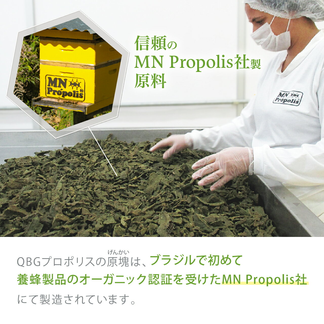 【プロポリス丸粒(オーガニック)】送料無料オーガニックプロポリス抗菌力丸粒錠剤飲みやすい送料無料プロポリスオーガニックブラジル産プロポリス健康食品グリーンプロポリス免活アレクリンはちみつ老舗