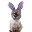 送料無料 ペット帽子 ハロウィン Halloween ウサギ 兔 rabbit 耳 ミミ マジクタイプ 着ぐるみ 可愛い 犬猫ハット ペット用コスプレ 着脱簡単 小中型犬 猫 犬 キュート ドッグウェア 面白い 撮影道具 おしゃれ 着せ替え 変身グッズ ペット用品 パーティー 楽天海外通販(4)