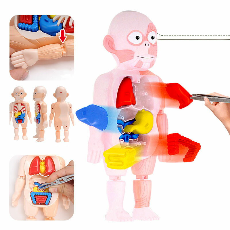 送料無料 人体模型 解剖モデル 人体解剖図 内臓 標本 パーツ取り外し可能 教材 知恵の輪 脳トレ 子供 おもちゃ プレ…