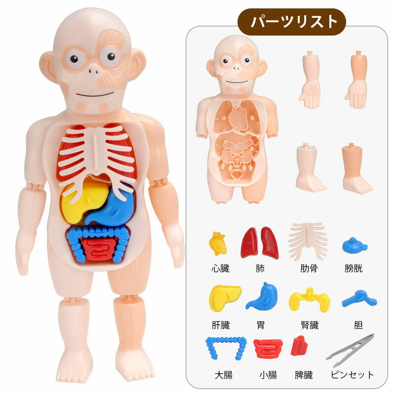 送料無料 人体模型 解剖モデル 人体解剖図 内...の紹介画像2