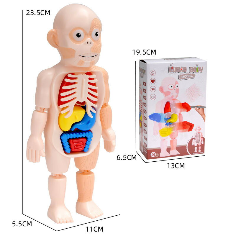 送料無料 人体模型 解剖モデル 人体解剖図 内...の紹介画像3