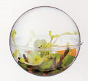 フランス製 パーラカプセル型 300ml ポリスチレン容器 100個セット COMATEC(コマテック)