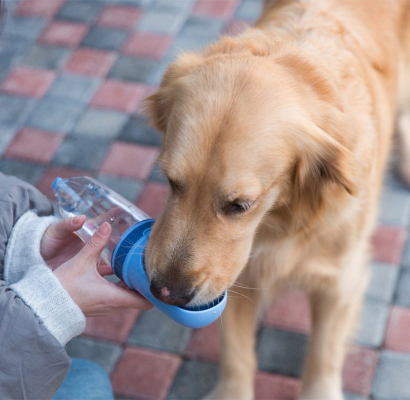 ペット用 水筒 お散歩 ウォーターボトル 水分補給 犬 猫 350ml 500ml お出かけ ワンちゃん レジャー アウトドア 便利 ランニング ペット用品 ドッグ用品 キャット用品