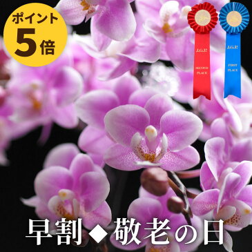 長持ち 鉢花 ♪『選べる マイクロ胡蝶蘭 』\ 敬老の日 早割 P5倍/ 鉢植え 花 ギフト 胡蝶蘭 ミニ胡蝶蘭 花鉢 プレゼント ラン お花 ミディ胡蝶蘭 小さい 誕生日 贈り物 義母 60代 母 誕生日プレゼント 還暦祝い 女性 古希 お祝い 喜寿 米寿 傘寿 70代 60歳 77歳 お彼岸