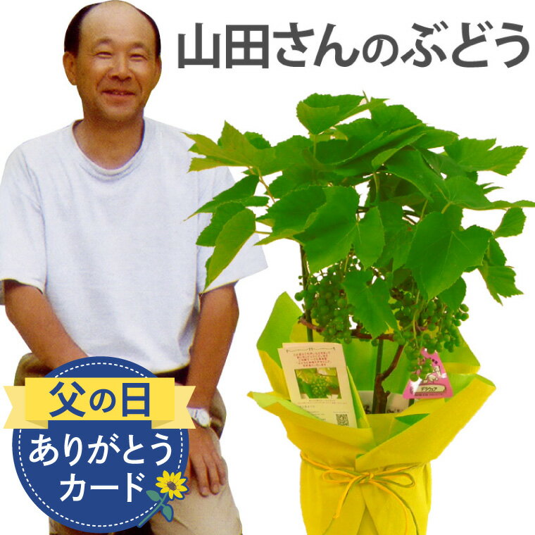 ＼予約受付中／ 父の日 鉢植え プレゼント ぶどう 葡萄 苗 苗木 デラウェア 『山田さんの ぶどうの木 鉢 植え 』 果物 果樹鉢 果樹 ギフト 贈り物 植物 果実 フルーツ 父親 誕生日プレゼント お父さん 男性 祖父 義父 40代 50代 60代 70代 還暦祝い ブドウ 2024