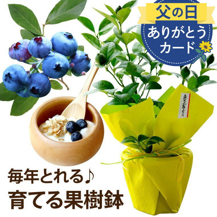 ＼ 父の日 早割 200円OFFクーポン／ 鉢植え プレゼント ブルーベリー 苗木 苗 『初夏の 果樹 鉢 植え 5号 』 ブルーベリーの苗木 販売 ミスティー 果物 フルーツ 果樹鉢 鉢花 果樹苗 果実 お父さん 父親 祖父 義父 誕生日プレゼント 男性 30代 60代 50代 70代 ギフト 2024