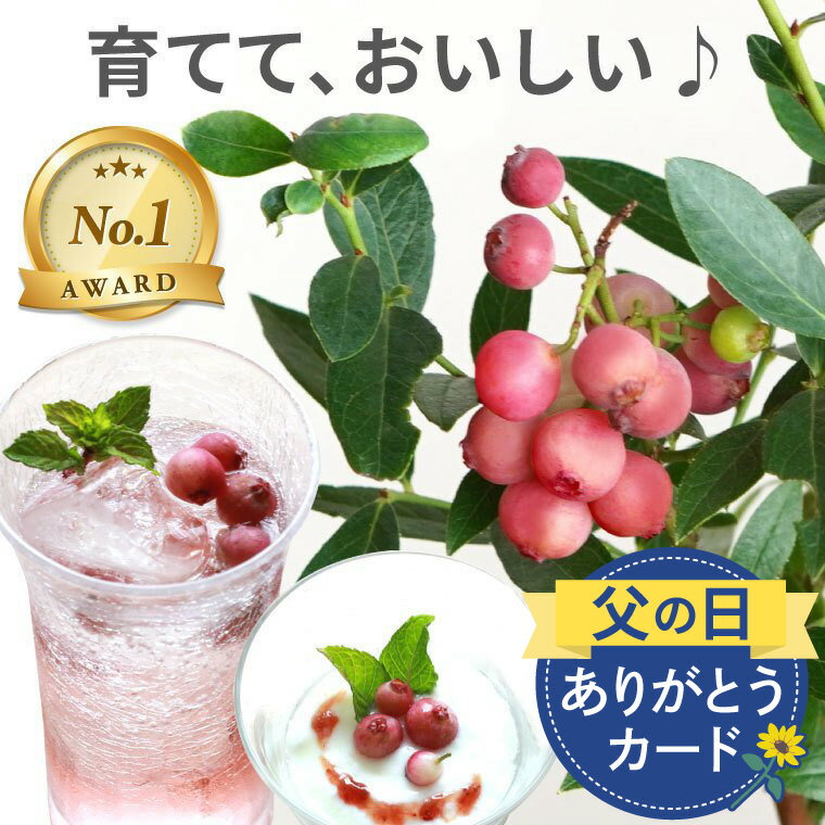 【予約受付中】 父の日 鉢植え プレゼント ブルーベリー 苗 苗木 『 育てる 果樹鉢 ピンクレモネード 』 ブルーベリーの苗木 販売 夏ギフト 誕生日プレゼント 男性 40代 父親 義父 お父さん 60代 50代 70代 暑中見舞い 観葉植物 果樹 フルーツ ギフト 鉢花 果物 くだもの