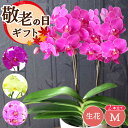 \ 敬老の日 早割 200円OFFクーポン/ 胡蝶蘭 鉢植え 蘭 花 喜寿 お祝い プレゼント お母さん 誕生日プレゼント 『 胡蝶蘭 ミディ 生花 』 花鉢 ...