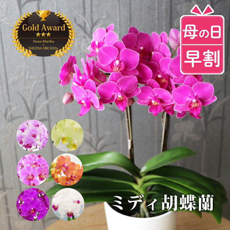 【300円OFFクーポン】母の日 早割 鉢植え プレゼント 母の日ギフト 花 『選べる ミディ 胡蝶蘭』 お祝い 花鉢 鉢花 ギフト ミニ胡蝶蘭 退職祝い 開店祝い 開業祝い サロン 美容室 誕生日プレゼント 母親 義母 女性 祖母 70歳 60代 50代 おばあちゃん 還暦祝い 喜寿 米寿 祝い