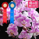 \5/1限定★P10倍/ 胡蝶蘭 母の日 鉢植え ミニ 鉢花 花 プレゼント まだ間に合う 花鉢 古希祝い 女性 ギフト お祝い 『選べる マイクロ 』 ミニ胡...