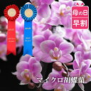 【100円OFFクーポン】 母の日 プレゼント 早割 鉢植え 花 ギフト お祝い 『選べる マイクロ 胡蝶蘭 』 ミニ胡蝶蘭 ミディ 退職祝い 鉢花 鉢花 義母 誕生日プレゼント 70歳 母親 女性 40代 50代 60代 70代 祖母 おばあちゃん 還暦祝い 米寿 卒寿 古希 祝い おしゃれ 開店祝い