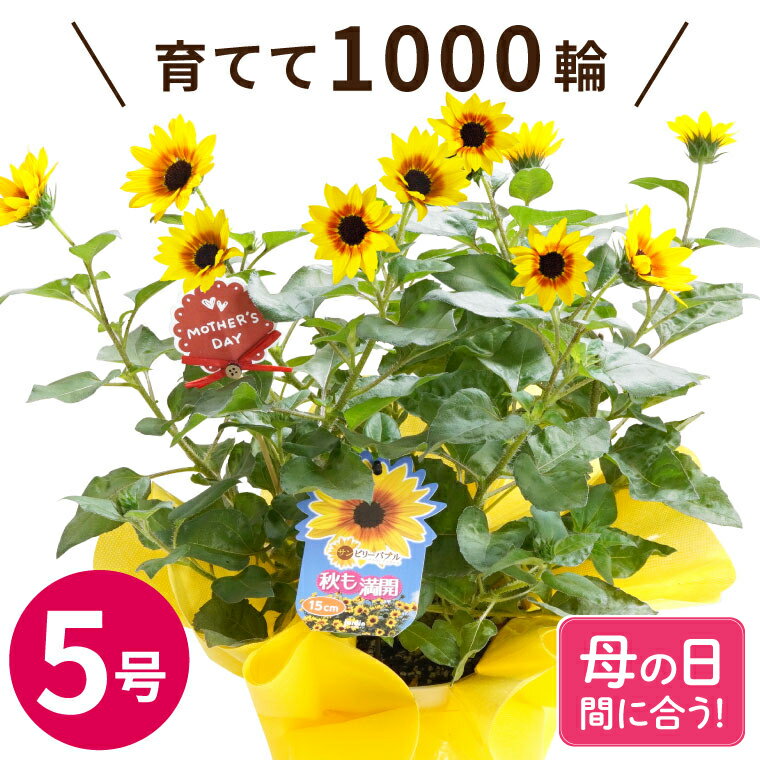 【本日P5倍＆300円OFFクーポン】 母の日 プレゼント ひまわり 花 ははの日『1000輪チャレンジ！ ヒマワリ の 鉢植え 』 向日葵 鉢花 花鉢 ギフト 花鉢植え 室内 サンビリーバブル 5号 義母 誕生日プレゼント 女性 50代 母親 60代 70代 新築祝い 友人 おしゃれ かわいい