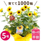 【100円OFFクーポン】 母の日 プレゼント 早割 ひまわり 花 向日葵『1000輪チャレンジ！ ヒマワリ の 鉢植え 』 鉢花 花鉢 ギフト 花鉢植え 室内 サンビリーバブル 5号 義母 誕生日プレゼント 女性 50代 母親 60代 70代 おばあちゃん 祖母 新築祝い 友人 おしゃれ かわいい