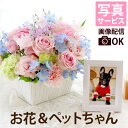 ペット お供え 写真立て セット 仏花 生花 アレンジメント 花 『星になったあの子へAC』 お盆 初盆 新盆 写真 遺影 お供え物 犬 お悔やみ 贈り物 メモ...