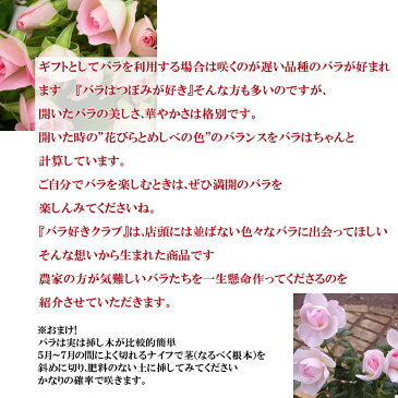 バラ好きクラブ6回分【半年】生花 毎月バラが届く(誕生日祝い 結婚祝い 還暦祝い 送料無料 お母さん プレゼント ホワイトデー バレンタインデーお返し お礼 バラの頒布会 誕生日祝い 結婚祝い 還暦祝い お母さん