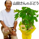 父の日 鉢植え プレゼント ぶどう 葡萄 果物 デラウェア コーヒー 『山田さんの ぶどうの木 鉢 植え』 植物 フルーツ 珈琲 お菓子 苗木 実付き 果樹鉢 ...