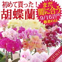 『選べるミディ胡蝶蘭』花鉢-┃早割 送料無料 胡蝶蘭 人気 楽天1位 胡蝶蘭 リンリン ランラン パレルモ 椎名洋ラン園 マイクロ胡蝶蘭 花鉢 鉢花 プレゼント 早割 コチョウラン 胡蝶ラン 花鉢 敬老の日