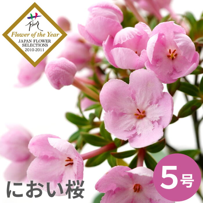 【フラワー・オブ・ザ・イヤー受賞】 敬老の日 花 鉢植え ギフト 鉢花 『登坂園芸の におい桜 ルクリア ココ 5号鉢』 誕生日プレゼント 母親 義母 60代 70代 77歳 還暦祝い 女性 古希 お祝い 喜寿 米寿 傘寿 祝い 祖母 おばあちゃん プレゼント 桜 花鉢 生花 誕生日 贈り物