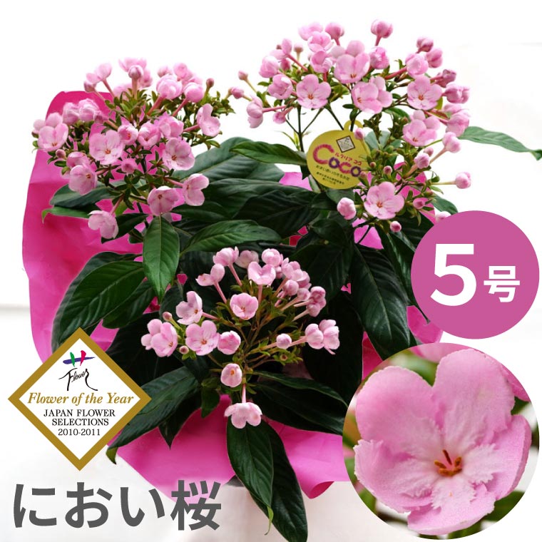 敬老の日 プレゼント 花 鉢植え ギフト 鉢花 『登坂園芸の におい桜 ルクリア ココ 5号鉢』 誕生日プレゼント 母親 義母 60代 70代 77歳 80代 還暦祝い 女性 古希 お祝い 喜寿 米寿 傘寿 祝い 祖母 おばあちゃん プレゼント 桜 花鉢 贈り物 さくら sakuraのサムネイル