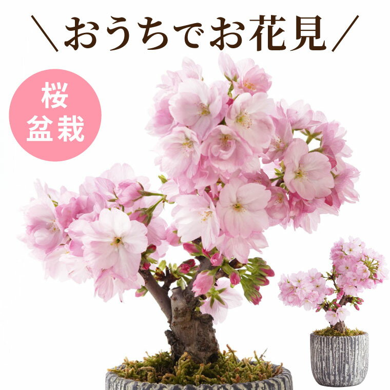 盆栽 桜 鉢植え 花 室内 ギフト 『 おうちでお花見 桜盆栽 』 誕生日 おすすめ インテリア 苔盆栽 苔 観葉植物 小さい 鉢 おしゃれ かわいい 雑貨 誕生日プレゼント 女性 男性 父親 義母 女友達 30代 母親 60代 70歳 40代 引っ越し祝い 友人 さくら サクラ sakura こけ コケ