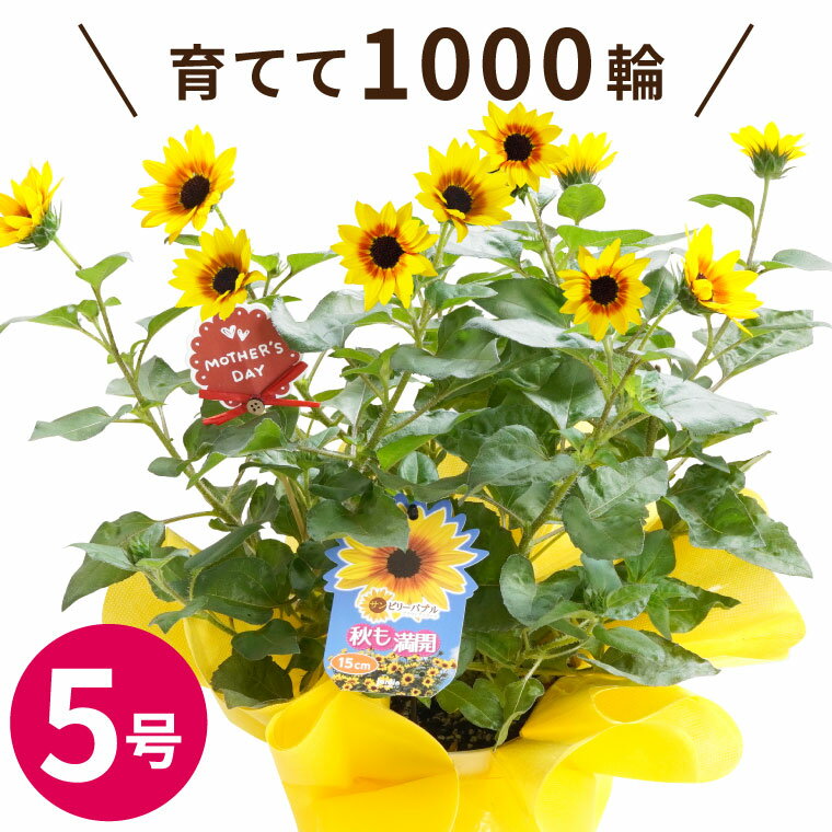 ＼遅れてごめんね／ 母の日 プレゼント ひまわり 花 ははの日『1000輪チャレンジ！ ヒマワリ の 鉢植え 』 向日葵 鉢花 花鉢 ギフト 花鉢植え 室内 サンビリーバブル 5号 義母 誕生日プレゼント 女性 50代 母親 60代 70代 新築祝い 友人 おしゃれ かわいい