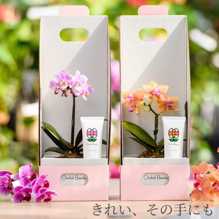 ＼遅れてごめんね／ 母の日 プレゼント 鉢植え 花 胡蝶蘭 お祝い 『 マイクロ胡蝶蘭 ＆オーキッドビューティ ハンドクリーム セット』 ミニ胡蝶蘭 ギフト お花 退職祝い 鉢花 花鉢 誕生日プレゼント 母親 60代 女性 義母 祖母 50代 70代 おばあちゃん 還暦祝い 古希