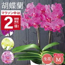 \P2倍★11日2時迄/ 胡蝶蘭 鉢植え 蘭 花 喜寿 お祝い プレゼント お母さん 誕生日プレゼント 『選べる 胡蝶蘭 ミディ 生花 』 花鉢 鉢花 ギフト ミニ胡蝶蘭 母親 義母 女性 祖母 70歳 70代 60代 50代 80代 おばあちゃん 古希祝い 還暦祝い 傘寿 米寿 祝い FLEGRE
