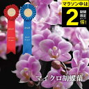 \P2倍★11日2時迄/ 胡蝶蘭 鉢植え ミニ 鉢花 花 プレゼント 花鉢 古希祝い 女性 ギフト お祝い 『選べる マイクロ 胡蝶蘭 生花 』 ミニ胡蝶蘭 ミディ 義母 誕生日プレゼント 70歳 母親 60代 70代 祖母 還暦祝い 米寿 卒寿 祝い 開店祝い サロン FLEGRE