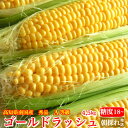 ＼6月下旬発送予約／ 糖度18度 ゴールドラッシュ 生とうもろこし A等級 約4,5kg (11〜15本) 2Lサイズ 高知県南国産 トウモロコシ 秀品 産地直送 贈答用 A品 朝採れ 当日発送 送料無料