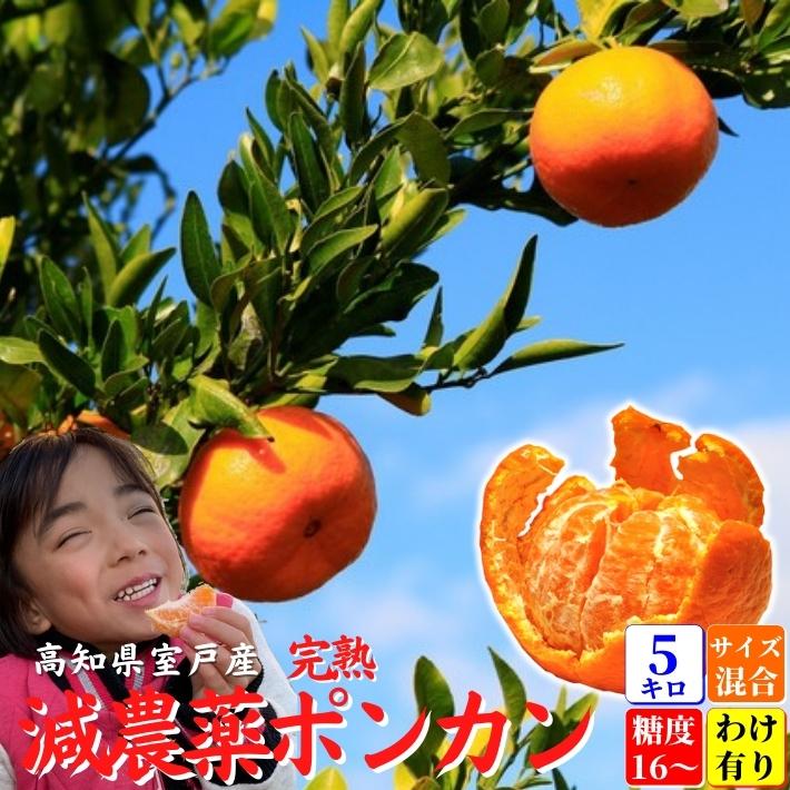【高知県のお土産】フルーツ・果物