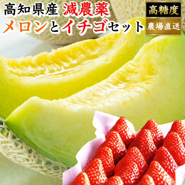 高知県産 マスクメロン イチゴセット 土佐の楽園 大玉 お取り寄せ 贈答 高級 誕生日 ギフト プレゼント フルーツ 果物 送料無料のサムネイル