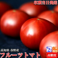 母の日 高知県春野産 高濃度 フルーツトマト 約2kg 家庭用 小玉 高糖度 ギフト プレゼント お取り寄せ 送料無料