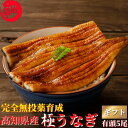 高知県産 うなぎ 蒲焼き 5尾セット 国産 完全無投薬 仁淀ブルーで育った鰻 秘伝のタレ 仁淀川 土用の丑 誕生日 プレゼント 母の日 父の日 御中元 ギフト ...