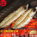 池澤鮮魚 百年の集大成【土佐極うなぎ】　 高知県産の鰻にこだわり、味と安全を探し求めた結果、完全無投薬ウナギにたどりつきました。 水質日本一の仁淀川の伏流水で、天然に近い環境で育ったうなぎは身が締まり、弾力がありながらも、ふっくら柔らかで皮目はパリッと焼き上げております。うなぎの脂で小骨を焼き切る池澤独自の製法で、お年寄りの方から、お子様まで安心してお召し上がり頂けます。 高知県産 無投薬 土佐極うなぎ 白焼きの詳細 商品説明名称 高知県産 うなぎ白焼内容量●ウナギ白焼き 約140-150g×1本 原材料・ニホンウナギ(高知県産) 賞味期限 発送日より冷凍で6ヶ月。 保存方法 要冷凍（−18℃以下） お召し上がり方 ・関東風の食べ方 冷凍袋のまま湯煎で4-5分温めるだけですぐに解凍できます。ジューシーでやわらかい食感の関東風の出来上がりです。 ・関西風の食べ方 同じように解凍したら、オーブントースターで2-3分焼き上げます。身はふっくら、皮はパリッと関西風の出来上がりです。 ※アルミホイルを一度丸めてから敷くとくっつきにくくなります。 食べ方いろいろ 白焼きは、仁淀川の清流の伏流水で育成して、臭いもないウナギですので、お刺身のように薬味はわさび醤油や岩塩、さっぱりとしょうが醤油、ゆず胡椒などがおすすめです。やみつきになる紅白丼やむつこくない白焼き丼も最高に美味しいです。蒲焼きはこってりひつまぶしや鰻おこわ、あっさりとうなぎ茶漬け、鰻巻き、うな丼に卵や山芋をのせたうな玉丼、鰻にぎり、鰻ちらし寿司、うなぎめしなどアレンジしてみても楽しいです。 プチ贅沢や豪華な晩御飯(ディナー)のおかず、友人との飲み会やパーティー、晩酌のおつまみにぴったりです。 うなぎの栄養素 うなぎのカロリーは100gあたり250-300キロカロリーほどです。白米は100gあたり何と350キロカロリーあります。うなぎは焼くことによって脂肪分が落ちてしまうので、思っているよりカロリーは低いのです。又、ビタミンAやDHA、EPAは豊富に含まれております(100gで1日の理想摂取量をクリア)又、アミノ酸のアルギニン(鰻、にんにく、高麗人参など昔から滋養食として知られる食物に含まれる成分）が多く含まれ、うな丼1人前(120g)を食べると、ニンニク3個半分、高麗人参3本分に匹敵します。こういったことからスタミナたっぷりで「うなぎを食べると精がつく！」といわれている所以です。 配送について ヤマト運輸・佐川急便 ※北海道・沖縄は別途800円頂戴致します。 販売者 〒781-0112高知県高知市仁井田1899-2 池澤鮮魚オンラインショップ運営 土佐魚カンパニー合同会社 様々なギフトシーン、各種お祝いごとにご利用頂いております。ギフトシーン 高級ギフトBOXを無料でお付け致します！お年賀(御年賀)ギフト、お歳暮(御歳暮)ギフト、お中元(御中元)ギフト、父の日ギフト、母の日ギフト、敬老の日ギフト、お誕生日プレゼント、暑中見舞い(暑中御見舞)、残暑見舞い(残暑御見舞)、寒中見舞い(寒中御見舞)などにのし無料、メッセージカード無料でお届け致します。 各種お祝い事 高級ギフト箱無料！お礼、内祝い、お祝い、出産祝い、結婚祝い、退職祝い、入学祝い、就職祝い、昇進祝い、引っ越し祝い、新築祝い、快気祝い、 開店祝い、ゴルフコンペ、ご挨拶、結婚記念日、金婚式(50年)、銀婚式(25年)などに日時指定可能です。長寿のお祝い 還暦(満60歳)、古希(70歳)、喜寿(77歳)、傘寿(80歳)、米寿(88歳)、卒寿(90歳)、白寿(99歳)、百寿または紀寿(100歳)など 行事の集まりに 家族や友達が集まるシーンや、特別な日に！ 年末年始、クリスマス、ハロウィン、バレンタインデー、ホワイトデー、七夕、新年会、忘年会、家族パーティー、各種打ち上げ、プチパーティー、BBQ、土用丑、土用の丑の日など又、土佐のお土産、お取り寄せとして、帰省土産、記念に大変喜ばれております。 熨斗(のし)の表書きの例 様々なシーンに合わせて、いつもありがとう、お父さんありがとう、お母さんありがとう、敬老の日おめでとう、おじいちゃん、おばあちゃん、お誕生日おめでとうなどお好きな言葉を入れることができます。又、メッセージカードも各種ご用意しております。父、母、夫婦、義父、義母、祖父、祖母、叔父、叔母、いとこ、先生、監督、コーチ、親戚、社長、部長、上司、同僚、先輩、後輩、取引先、職場など様々な御相手に対応致します。 検索キーワード お歳暮 食べ物 お歳暮 食品 ひろめ市場、久礼大正市場、お酒の肴、グルメ、食通、高知県産、無投薬、土佐湾、 太平洋、仁淀川産、四万十川産、四国産、土佐料理、土佐の伝統食、蒸し蒲焼き、惣菜、和風惣菜、超特大、甘くない、新仔うなぎ、若うなぎ、白うなぎ、塩うなぎ、化粧箱、風呂敷、新鮮、地焼き、骨せんべい、半助、有頭、無頭、活鰻、骨なし、ひつまぶし、メガサイズ、ボリューム、大盛り、小盛り、きざみうなぎ、最高峰、極、厳選、職人、特選、週末、自家製、伝統、店格、お土産、取り寄せ、行列、オーガニック、ブランド、訳あり、新鮮、とれたて、鰹、かつおのたたき、ウツボ、うつぼのたたき、産直 、産地直送、お年寄り、団塊世代、50代(50歳)、60代(60歳)、70代(70歳)、80代(80歳)、自宅用、あす楽、あすつく ギフト対応高知県産 うなぎ 白焼き 国産 約140-150g 1尾海鮮 グルメ お取り寄せ お誕生日 ギフト 送料無料 日本一の清流仁淀川の水で育った無投薬うなぎ！ 有頭背開きで、身はふわっと、皮はパリッと仕上げています！関東風でも関西風でもない「土佐風」うなぎをお楽しみ下さい。