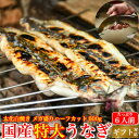 国産 白焼き 太化うなぎ 特大 メガ盛り ハーフカット600g 岩塩 無添加タレ 誕生日 プレゼント ギフト お祝い 贈答用 6人前以上 土用の丑 送料無料