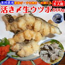 活き〆 生ウツボカット(うつぼの唐揚げ、天ぷら、すき焼き、鍋用)300g×2 海鮮 珍味 秘伝のタレ 誕生日 ギフト プレゼント 高知 伝統食 おつまみ お取り...