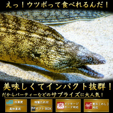 海鮮 珍味 ウツボのたたき（うつぼ2パック 300g以上）土佐 高知 伝統食 おつまみ お取り寄せグルメ 送料無料