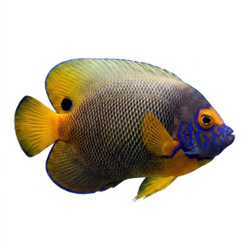 ブルーフェイス（アデヤッコ） 10CM前後 海水魚 生体 1匹