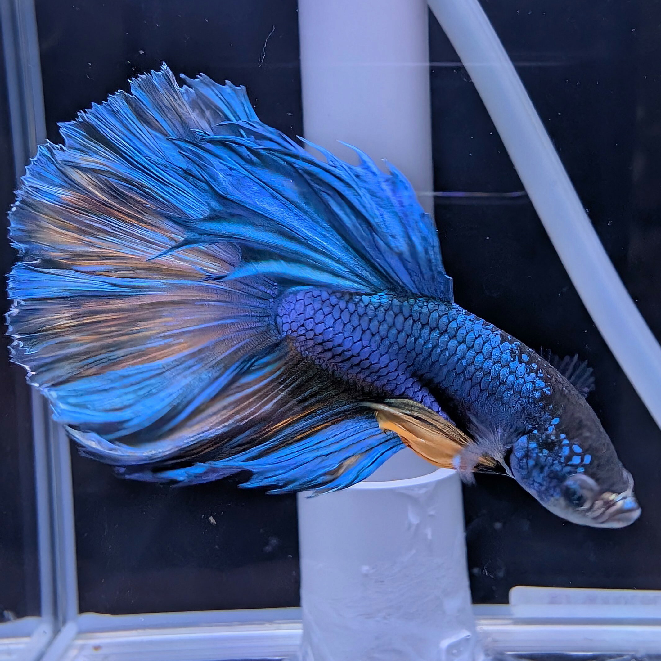 ベタ ブルー ファンシー 5CM前後（実物） 淡水魚 1匹