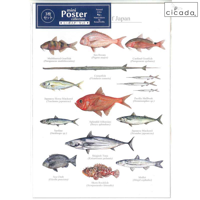 【30日 全商品 ポイント 2倍】 cicada ミニポスター 日本の海の魚 3枚セット Poster cllection Marine Fish of Jap...