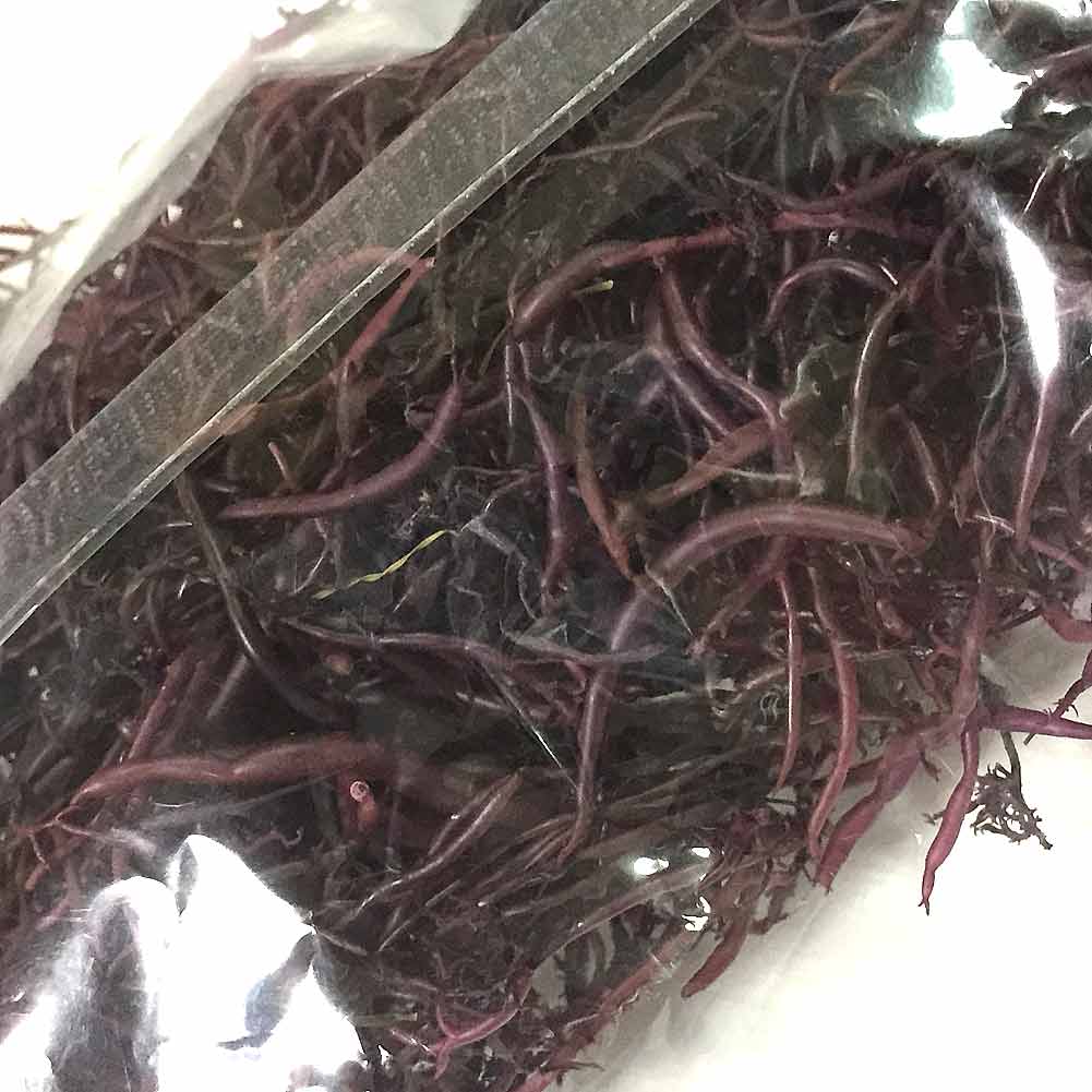 【マラソン ポイント 最大 32倍】 ふのり 伊豆下田産 天然物 30g 2