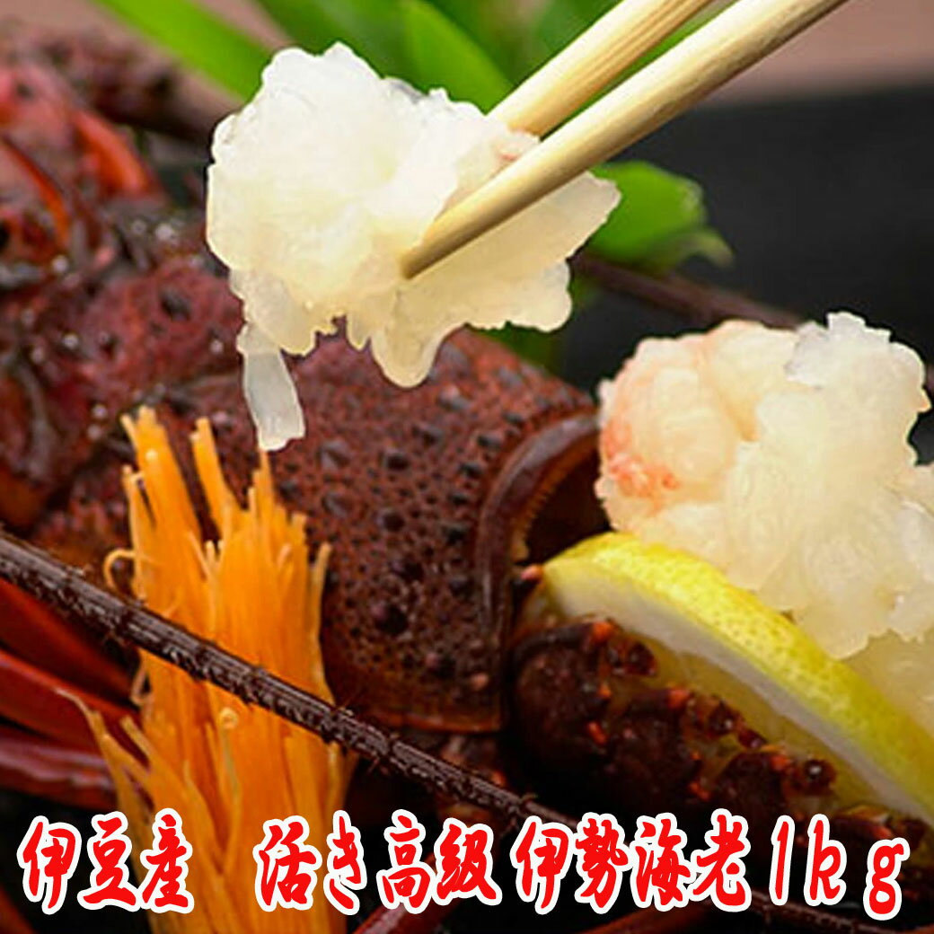 伊勢エビ 【23日20時～P最大30倍！クーポン有】 伊勢海老 活 生 生きたまま 送料無料 1kg 伊豆 下田 生きたまま 刺身 伊勢エビ イセエビ 名産 お取り寄せ 魚 静岡 グルメ ギフト 特産品 お土産 お歳暮 御歳暮 いせえび 特大 中 小 サイズ お中元 日本産