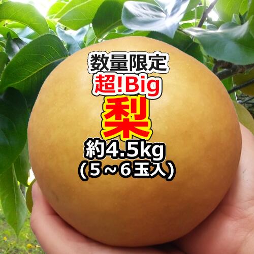 『超！Big』梨 5〜6玉 (約4.5kg) 送料無料 和梨の一大産地「茨城」より発送！産直 ギフト プレゼント 果物 くだもの フルーツ 敬老の日 お彼岸 秋彼岸 お誕生日 お祝い お礼 内祝 秋ギフト お見舞い 贈り物 お供え 法事 ゴルフコンペ 景品