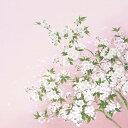 正絹　さざ波ちりめん友仙ふろしき　二巾　枝桜