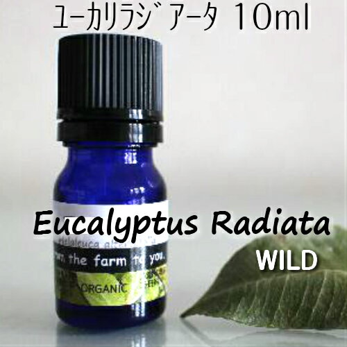 ユーカリ・ラジアータ精油 10ml♪自然♪100％ピュア　エッセンシャルオイル♪呼吸器系への働きで知られる精油♪　アロマオイル♪風邪や花粉症の緩和に♪殺菌/消臭/鎮静【送料無料】